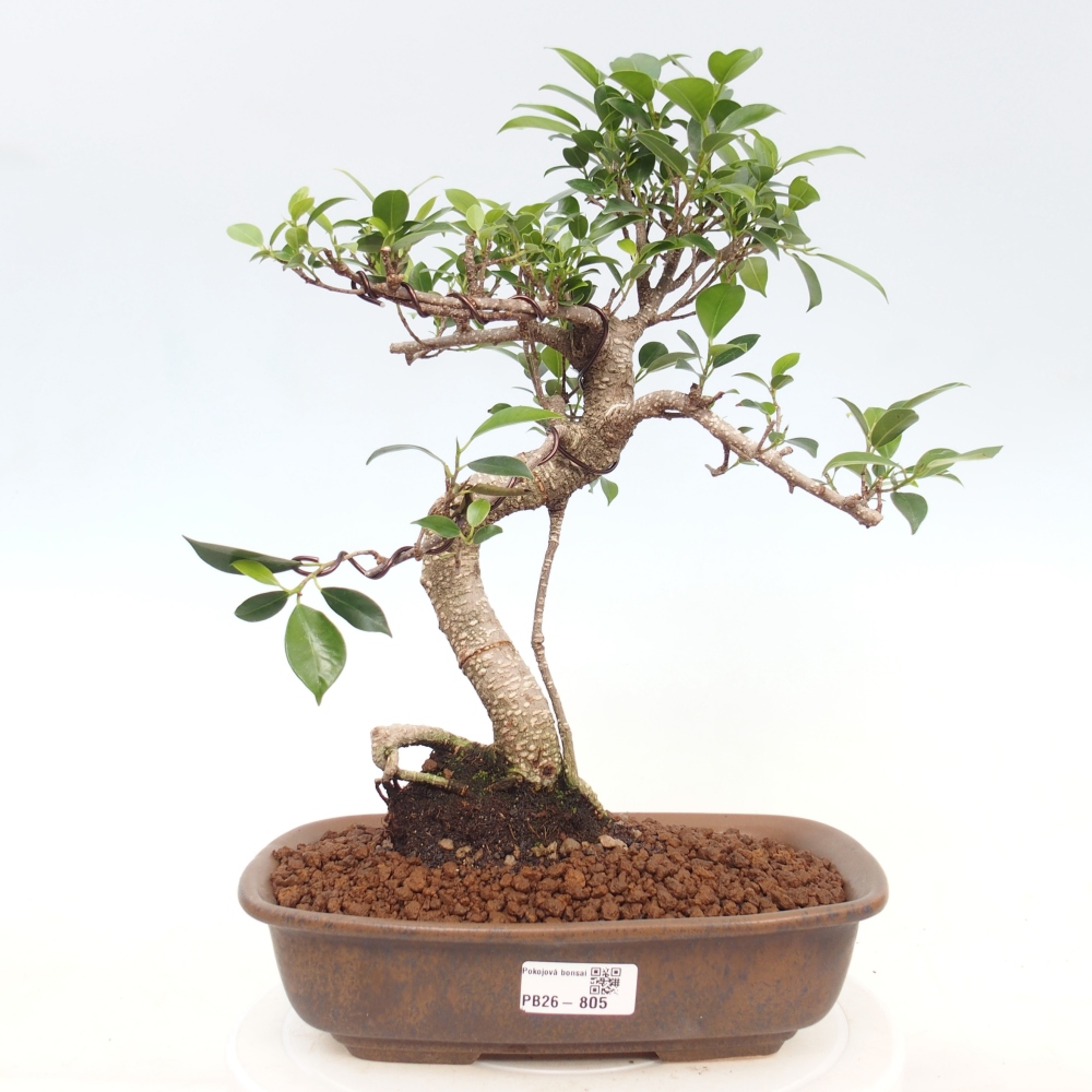 Indoor bonsai - Ficus kimmen - small-leaved ficus