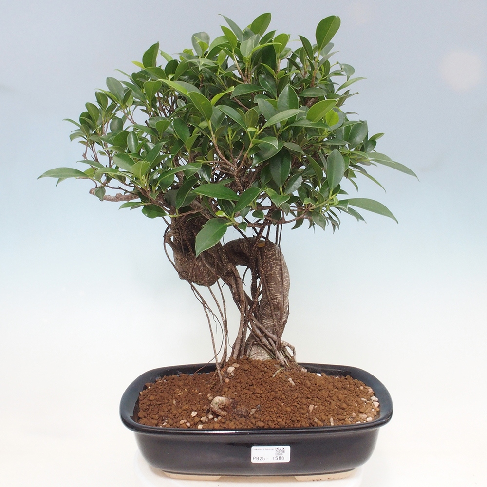 Indoor bonsai - Ficus kimmen - small-leaved ficus