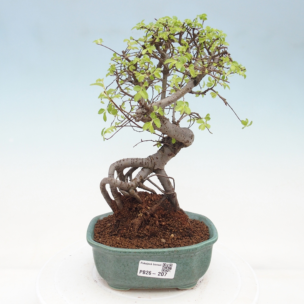 Room bonsai - Ulmus parvifolia - Small-leaved elm