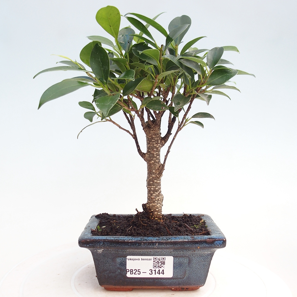 Room bonsai Ficus retusa kimmen