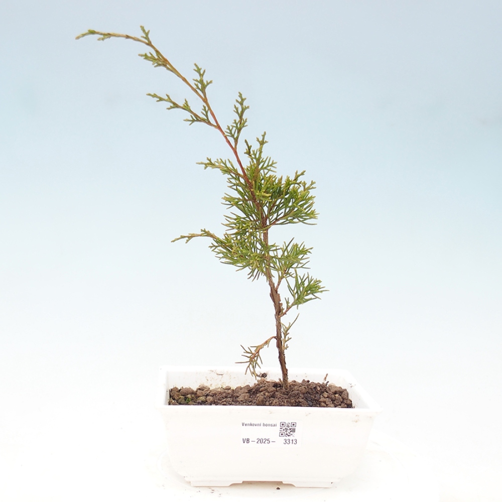 Outdoor bonsai - Juniperus chinensis Itoigawa - Chinese juniper