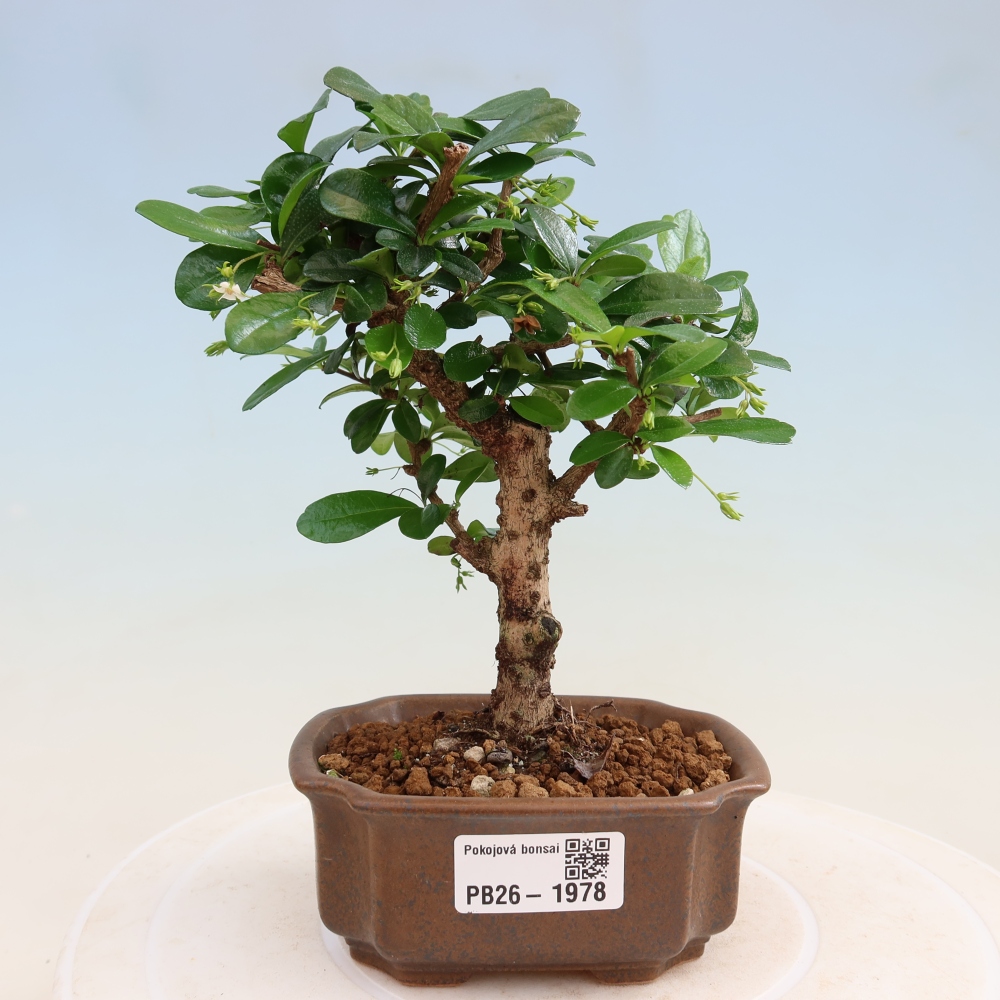 Room bonsai - Carmona macrophylla - Tea fuki