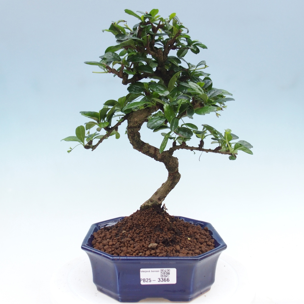 Room bonsai - Carmona macrophylla - Tea fuki