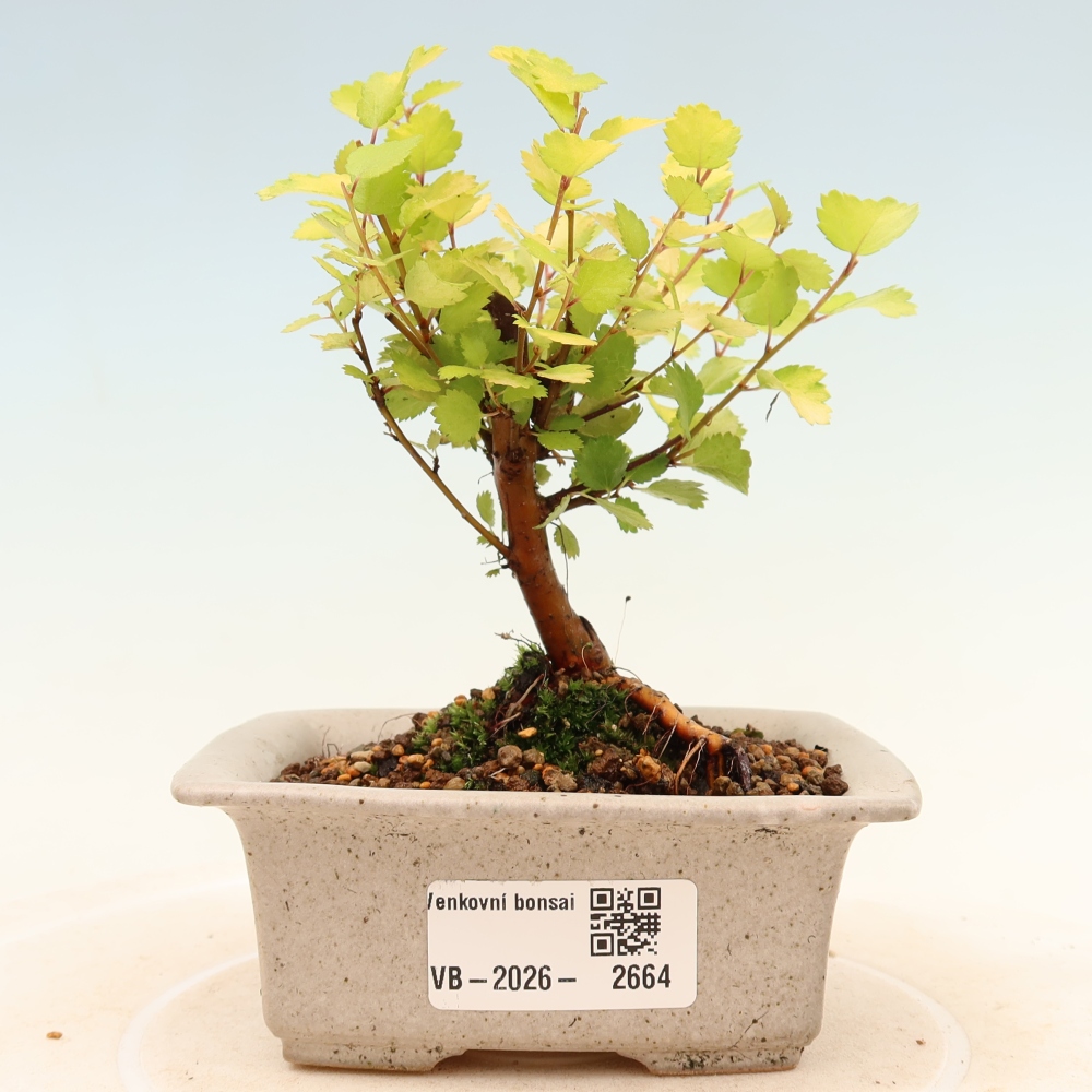 Outdoor Bonsai - Dwarf Birch - Betula NANA Golden Treasure