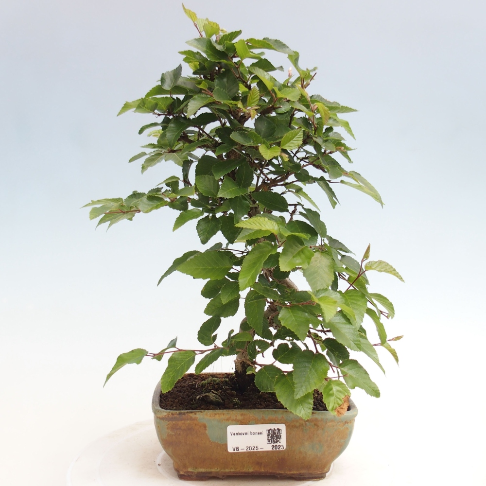 Outdoor bonsai -Carpinus CARPINOIDES - Korean hornbeam
