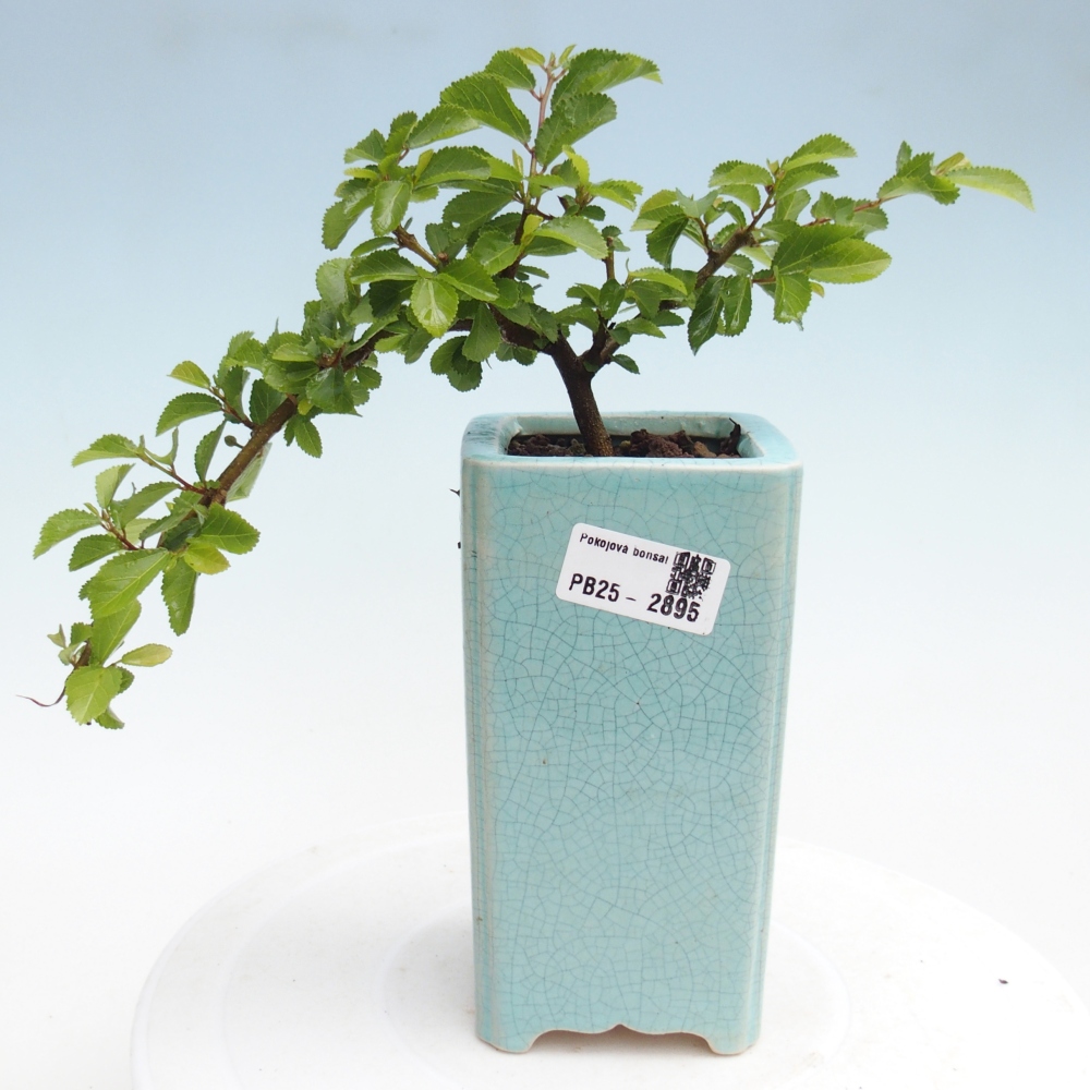 Indoor bonsai - Grewia occidentalis - Lavender star