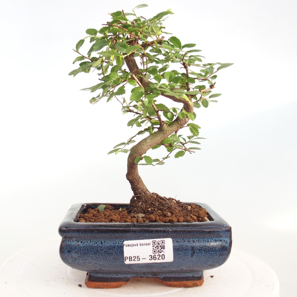 Room bonsai - Ulmus parvifolia - Small-leaved elm