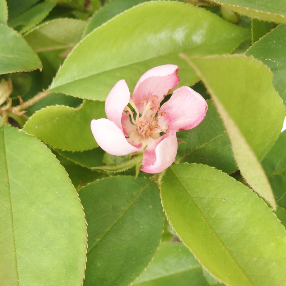 Outdoor bonsai - Pseudocydonia sinensis - Chinese quince