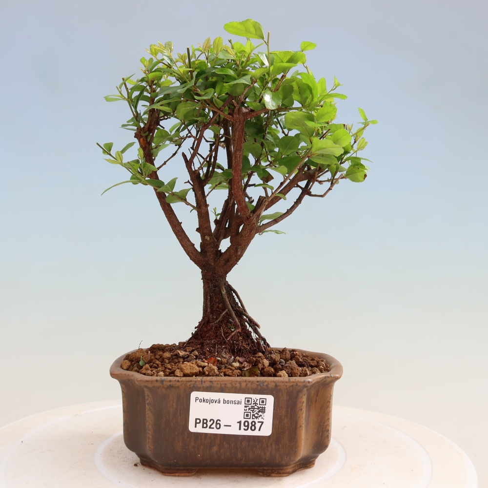 Room bonsai - Sageretia thea - Sageretia thea