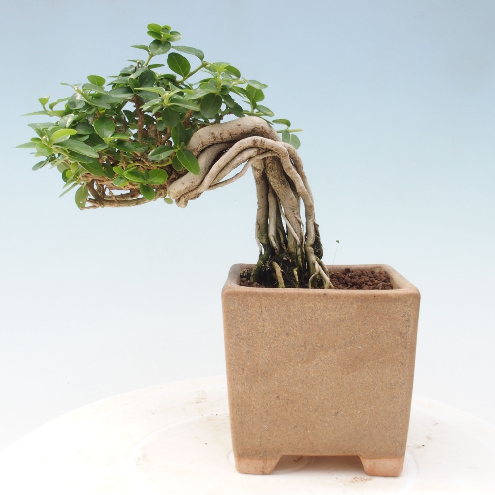 Indoor bonsai - Premna serratifolia - Kozlovon small-leaved