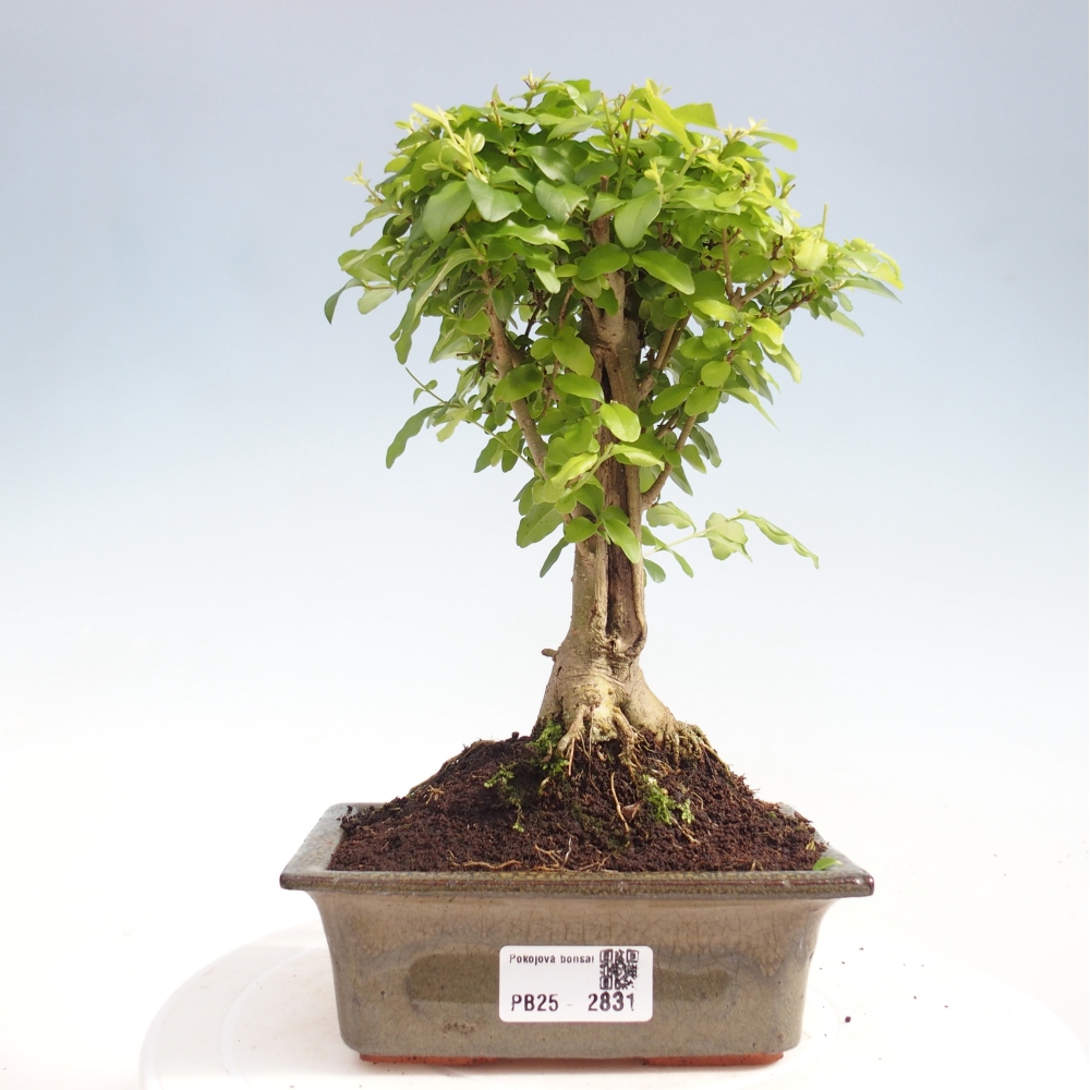 Indoor bonsai - Ligustrum chinensis - Bird's eye view
