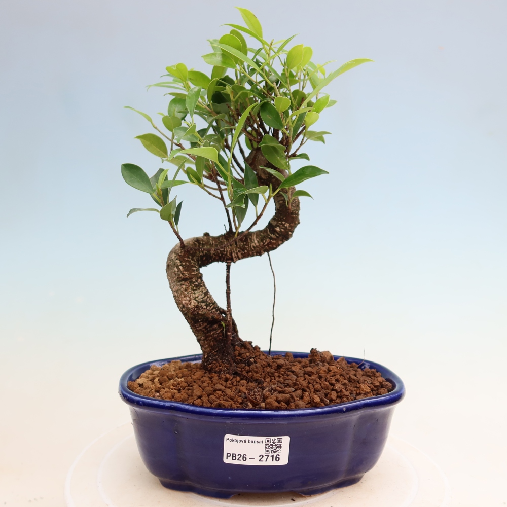 Room bonsai - Ficus kimmen - small-leaved ficus