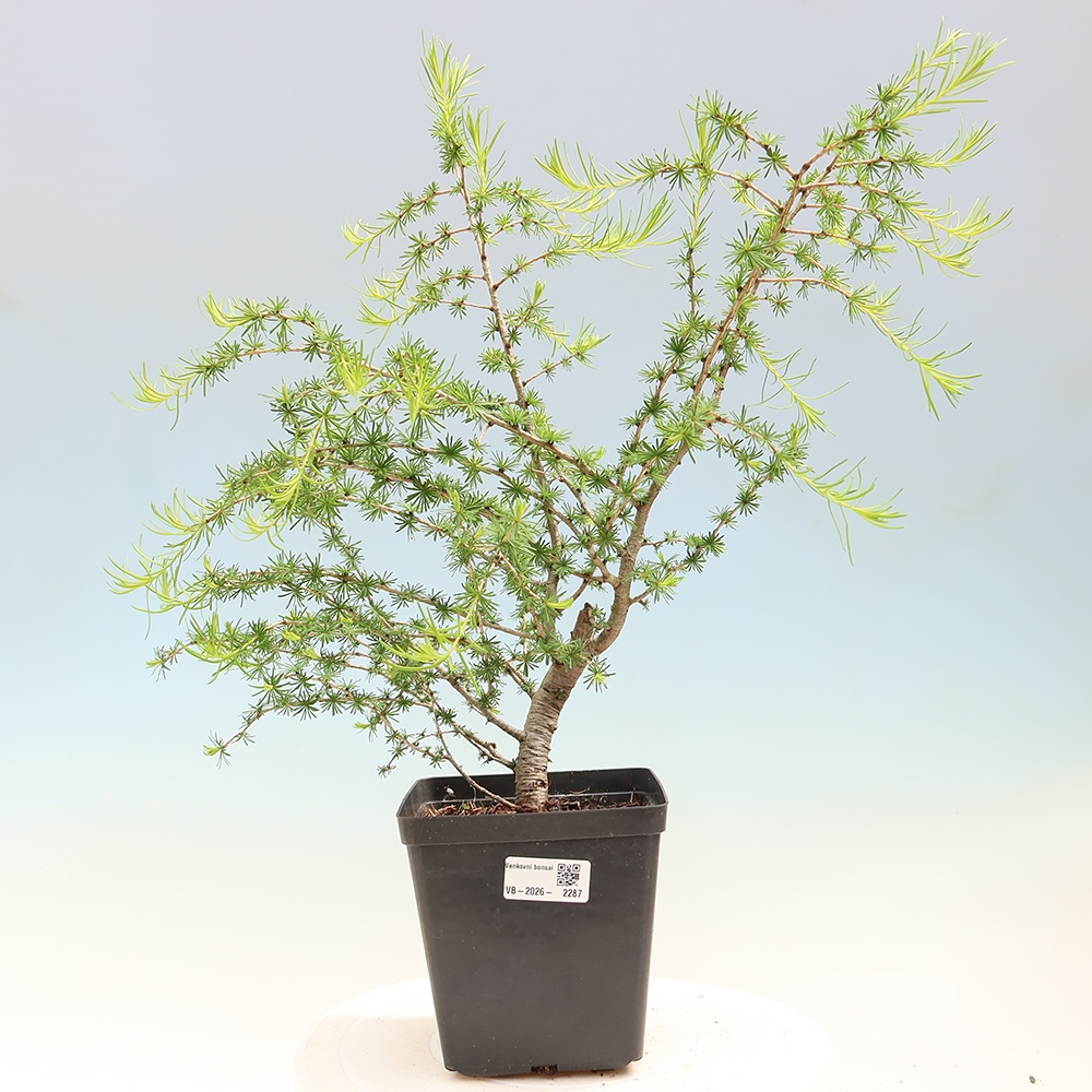 Outdoor bonsai -Larix decidua - Larch