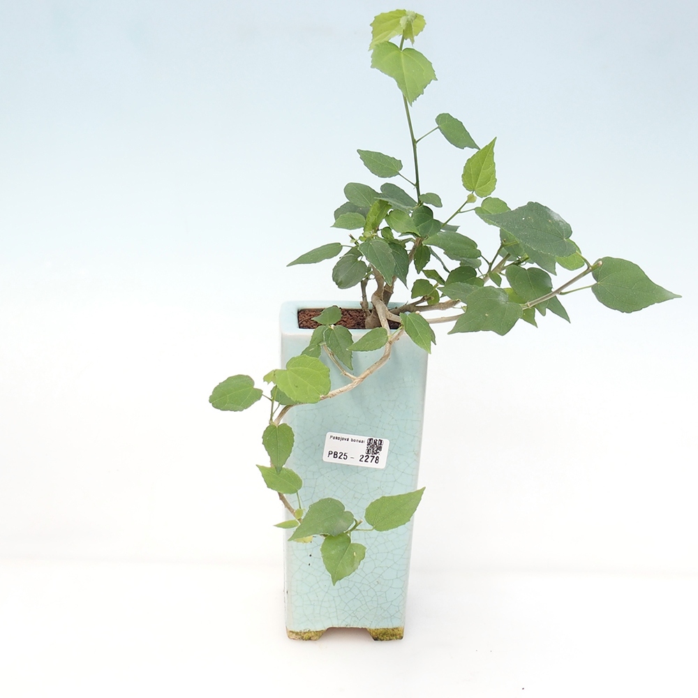 Indoor bonsai - Malvaviscus arboreus - woody hibiscus