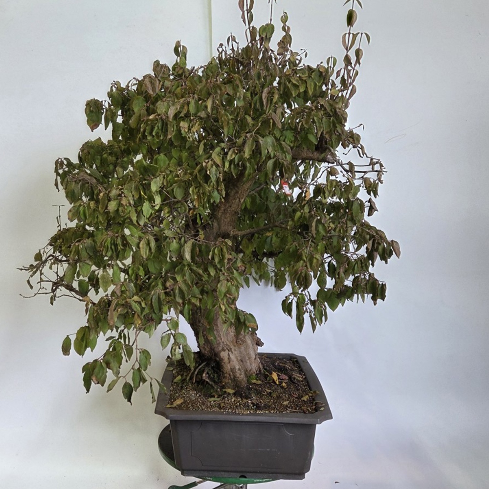Outdoor bonsai Dogwood - Cornus Mas