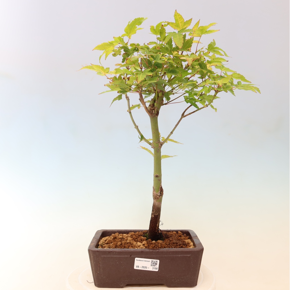 Acer palmatum Aureum - Golden Maple