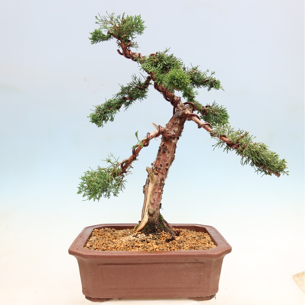 Outdoor bonsai - Juniperus chinensis Kishu