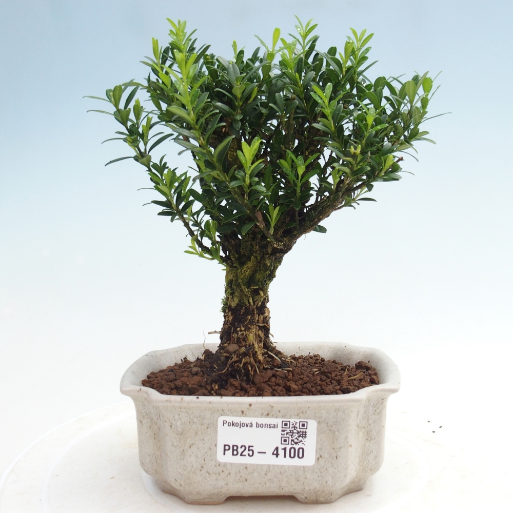 Room bonsai - Buxus harlandii - cork buxus