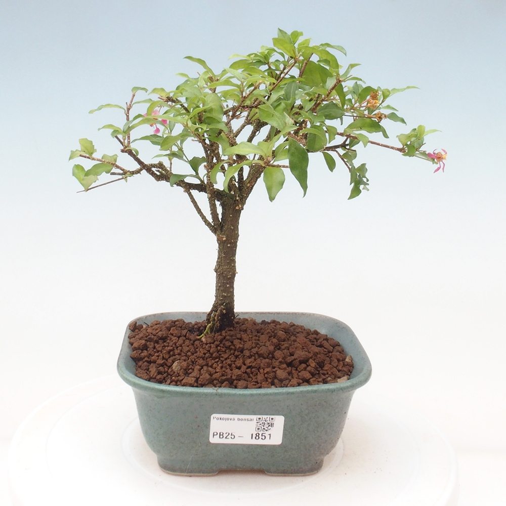 Room bonsai - Malpighia coccigera- Barbdorian cherry