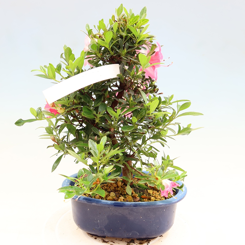 Outdoor bonsai - Japanese Azalea - Azalea Santoka