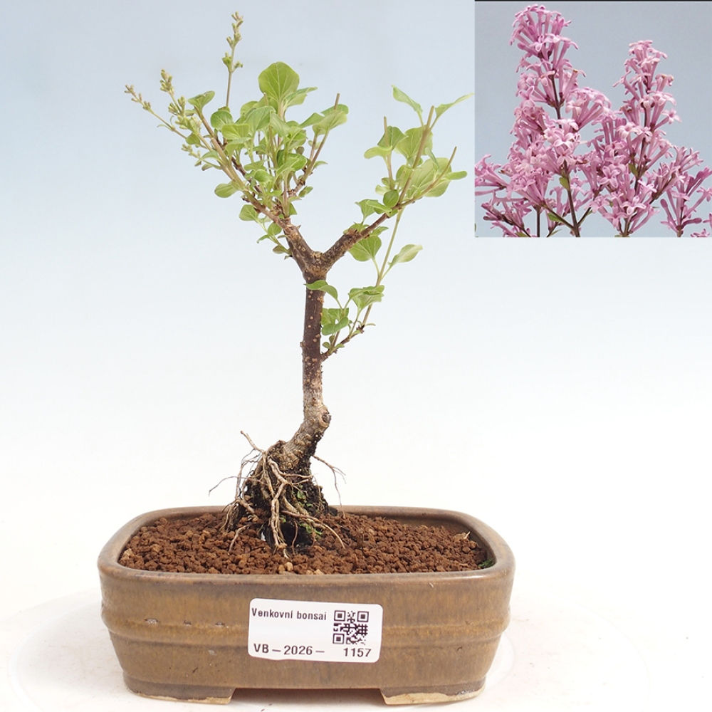 Outdoor bonsai - Syringa Meyeri Palibin - Meyer's Lilac