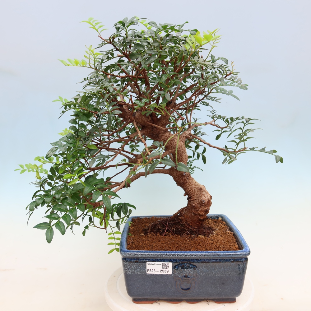 Indoor Bonsai - Pistacia Lentiscus - Pistachio