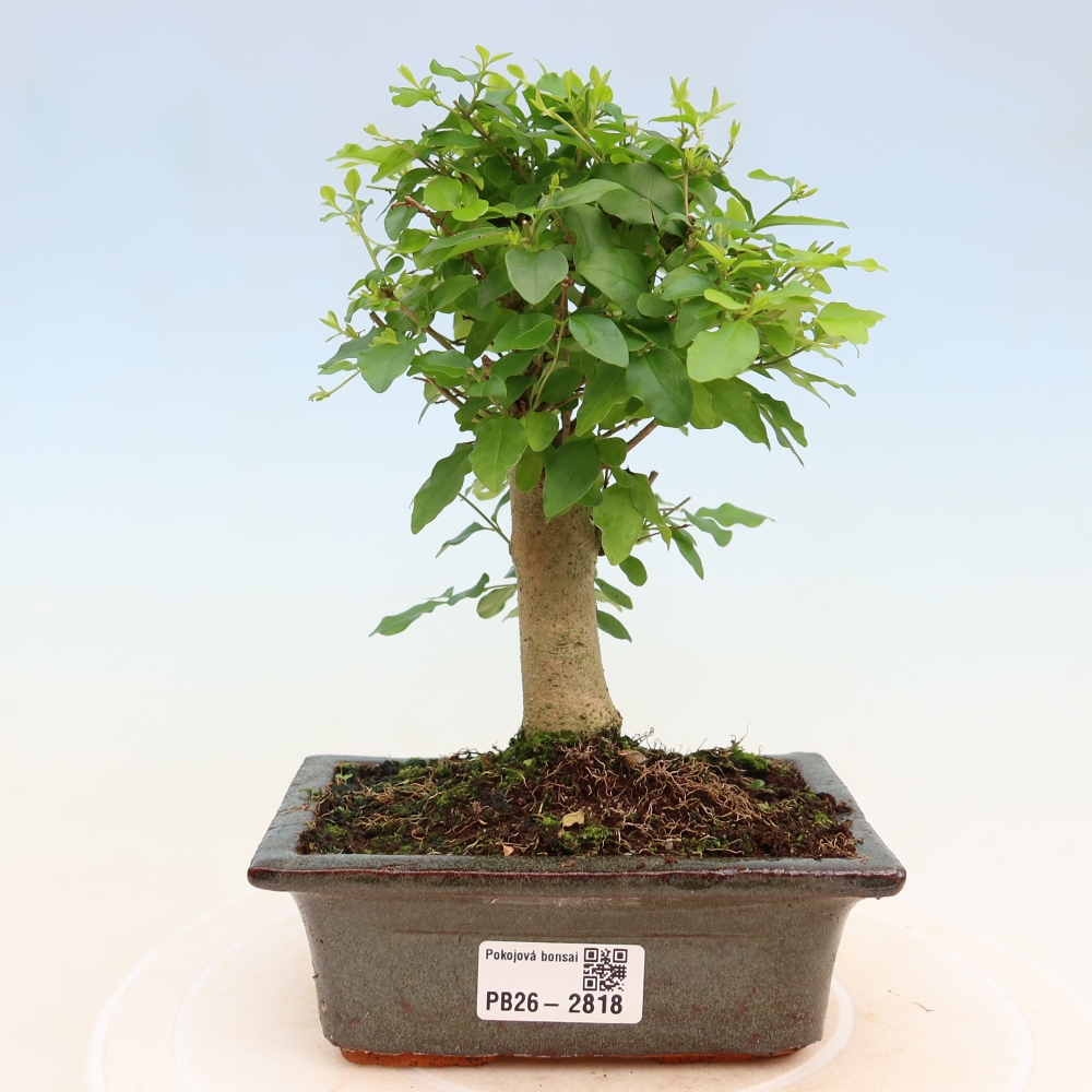 Room bonsai -Ligustrum chinensis - Birds Beak