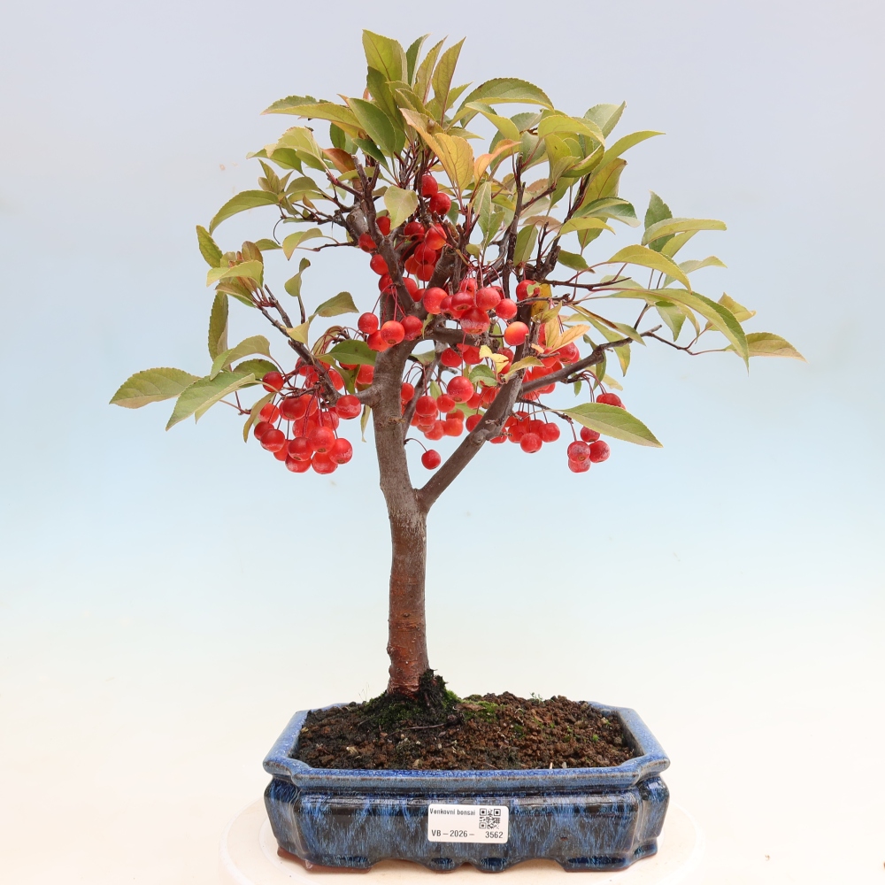 Outdoor bonsai -Malus domestica - Small-fruited red-leaved apple tree