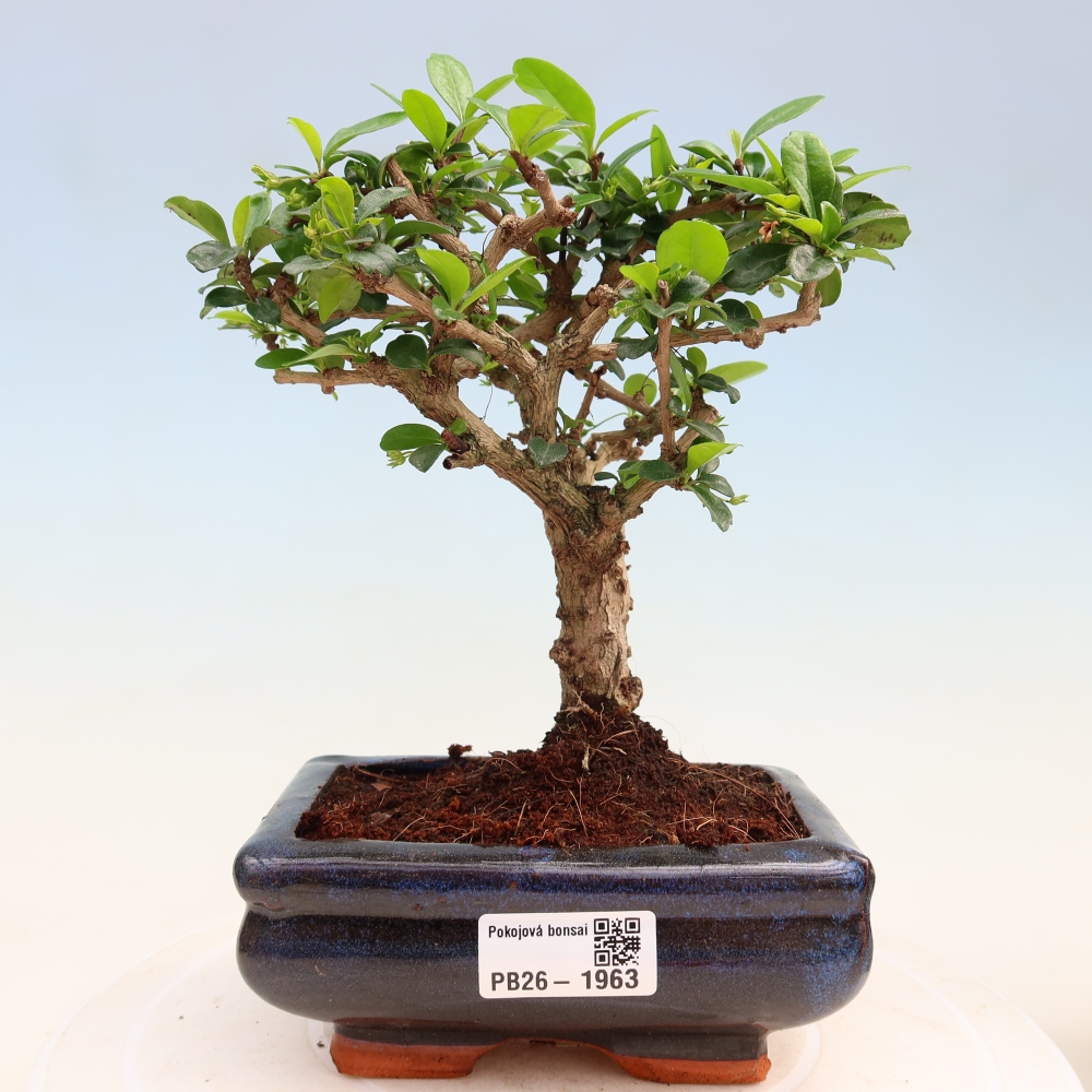 Room bonsai - Carmona macrophylla - Tea fuki
