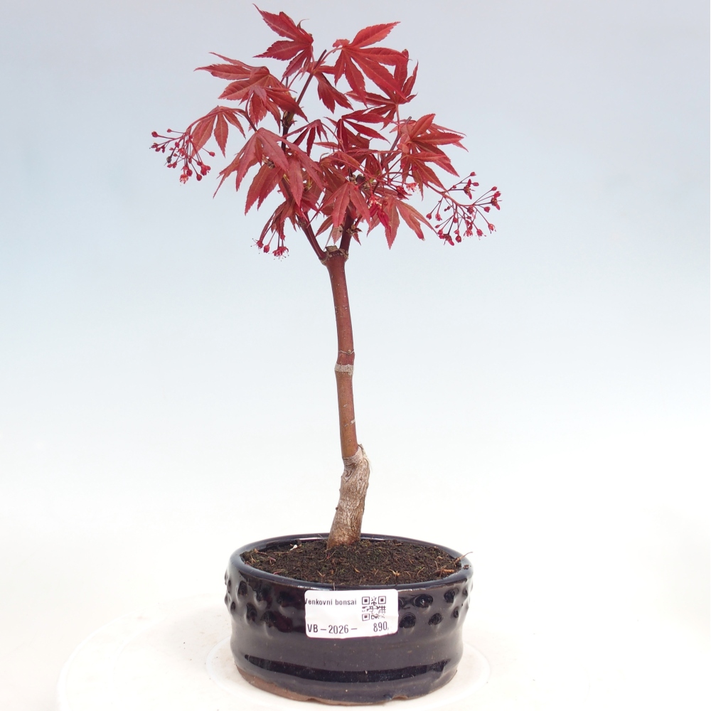 Outdoor bonsai - Acer palm. Atropurpureum-Javor palmate