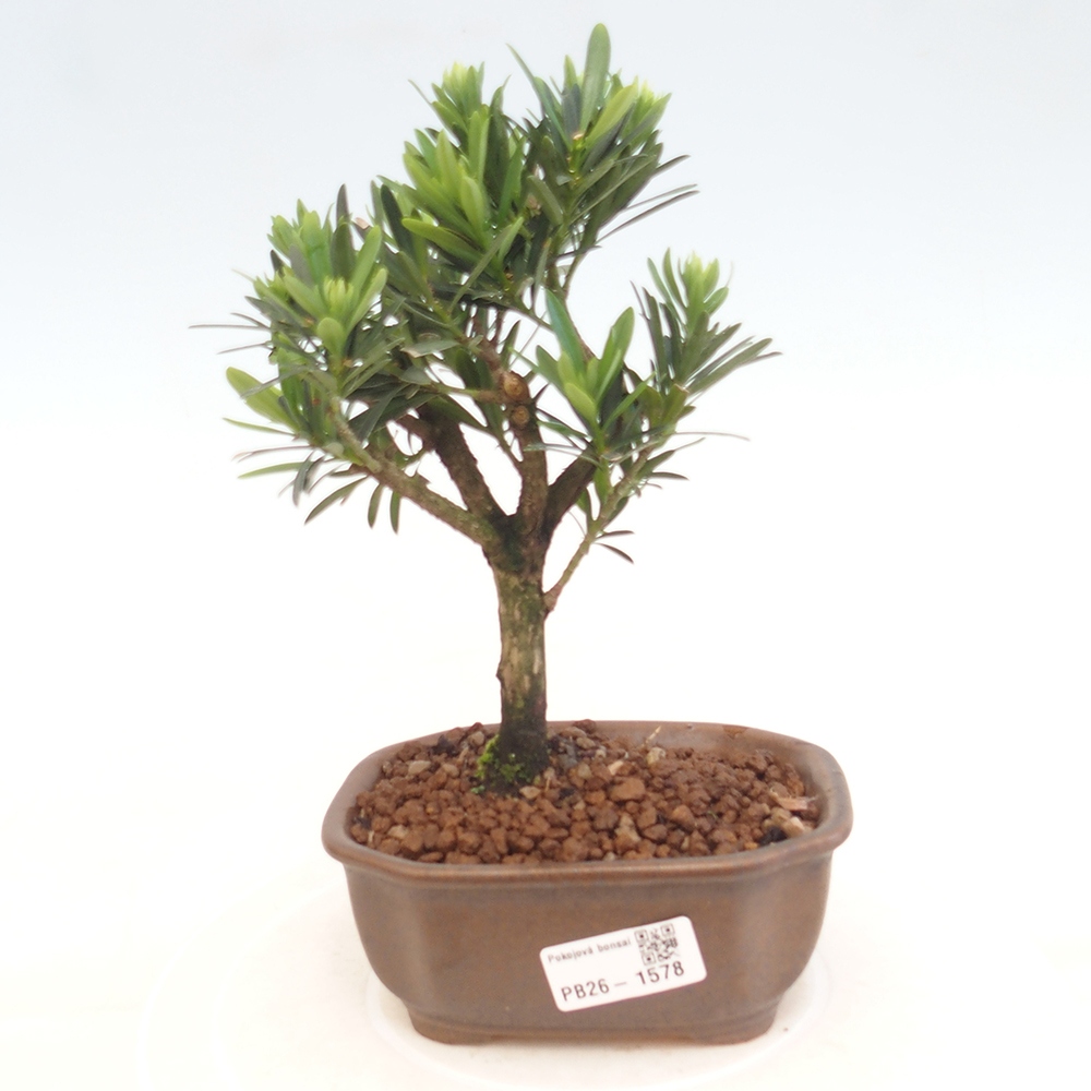Room bonsai - Podocarpus - Stone Yew