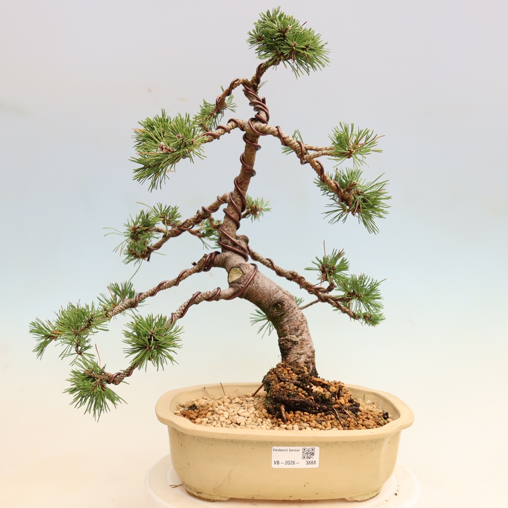 Outdoor Bonsai - Pinus mugo Humpy  - Mountain Pine