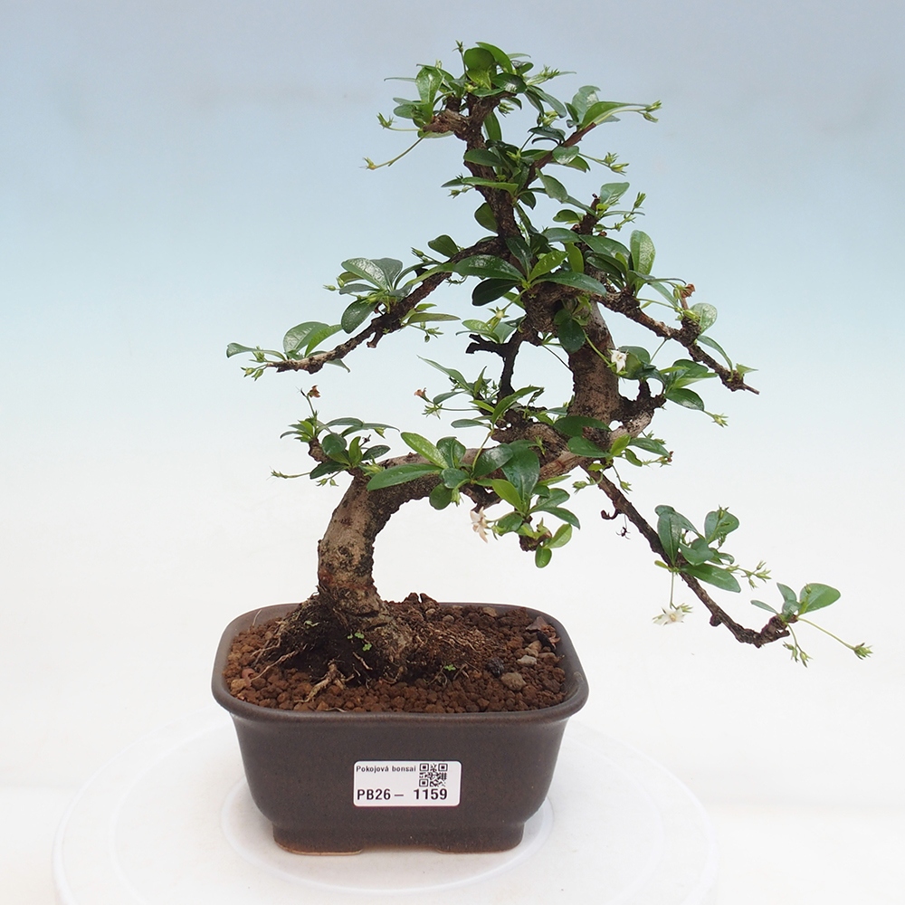 Room bonsai - Carmona macrophylla - Tea fuki