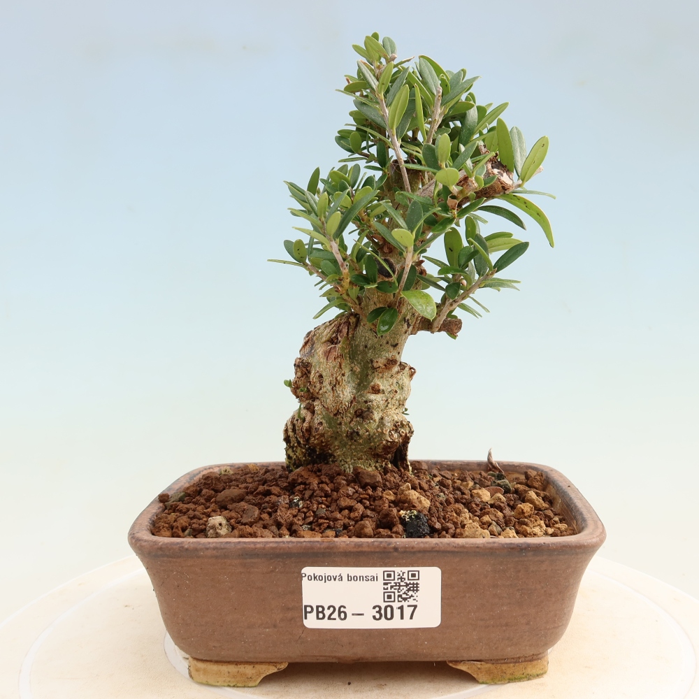 Indoor bonsai - Olea europaea sylvestris