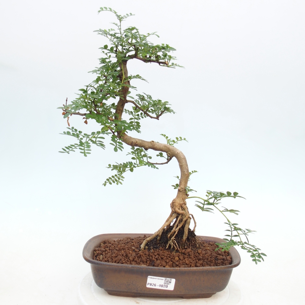 Room bonsai - Zantoxylum piperitum - pepper tree
