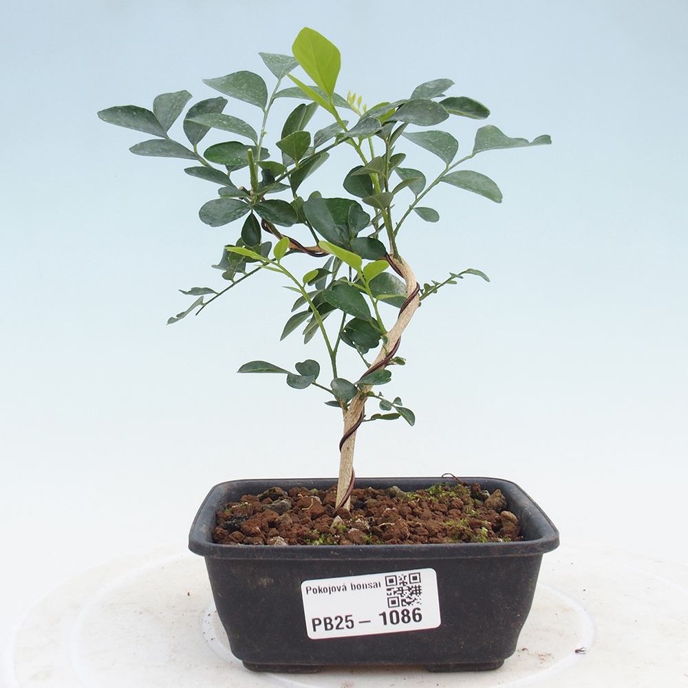 Room bonsai - Muraya paniculata