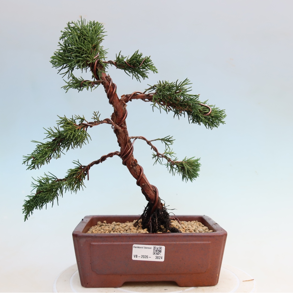 Outdoor bonsai - Juniperus chinensis Kishu