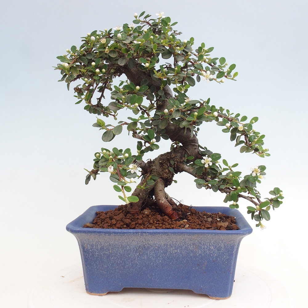 Outdoor bonsai-Cotoneaster dammeri - Rock Damer