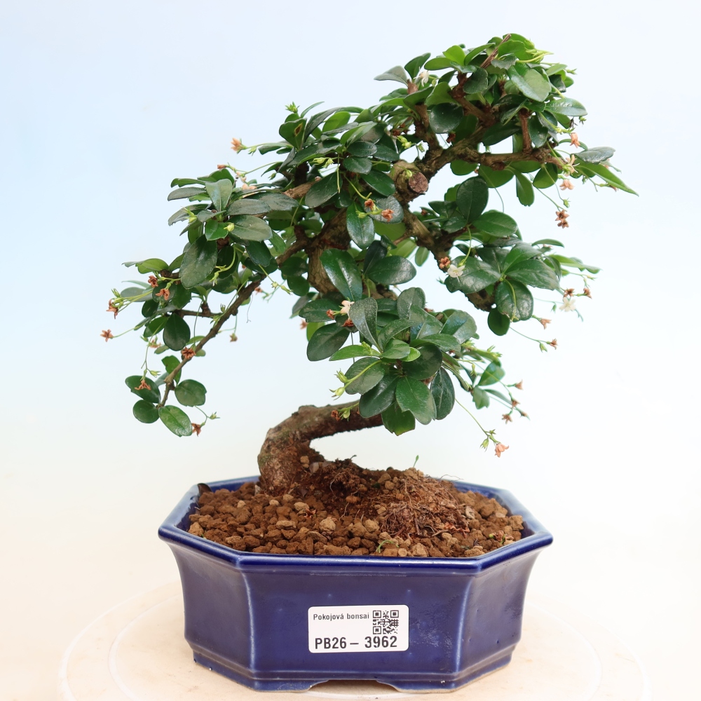 Room bonsai - Carmona macrophylla - Tea fuki