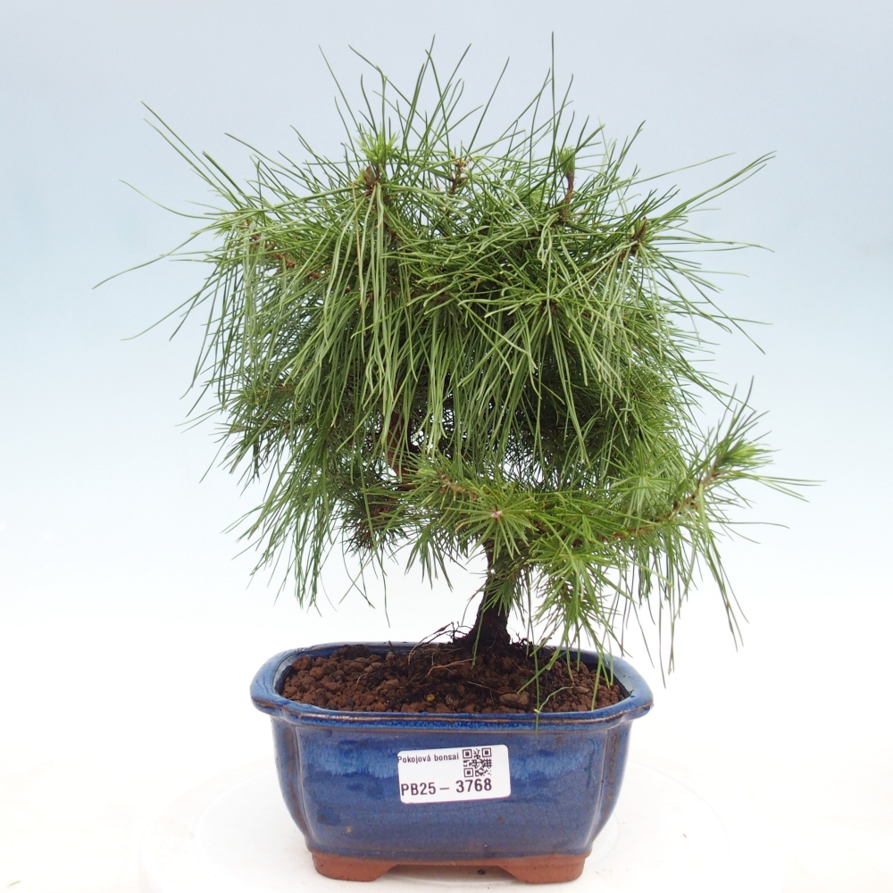 Room bonsai-Pinus halepensis-Pine of Aleppo