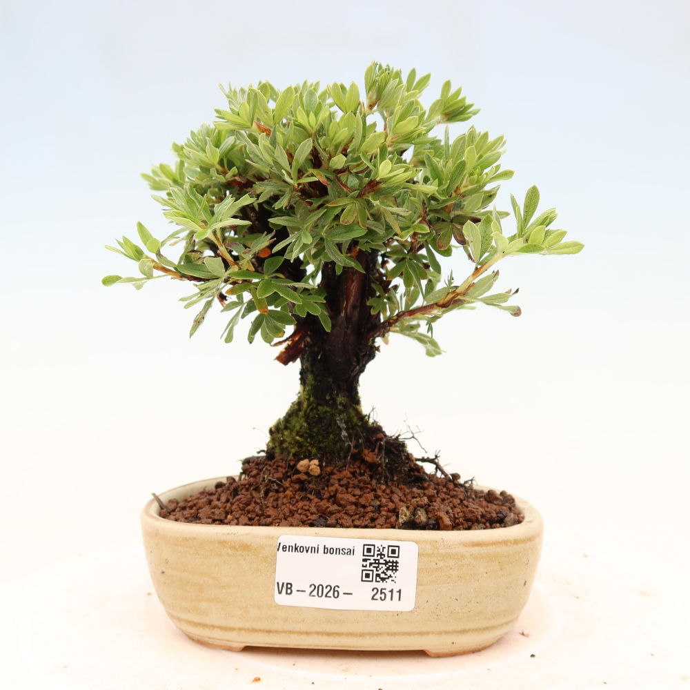 Outdoor bonsai - Potentila fruticosa