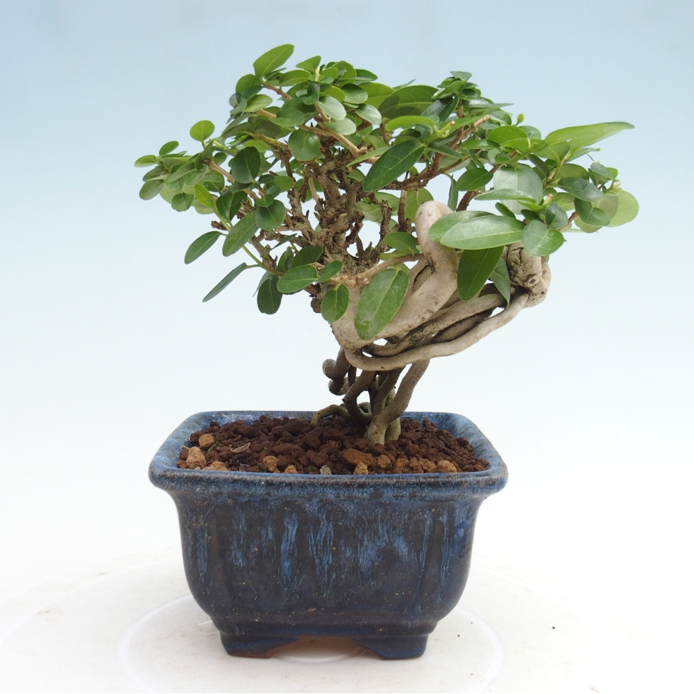 Indoor bonsai - Premna serratifolia - Kozlovna malolista