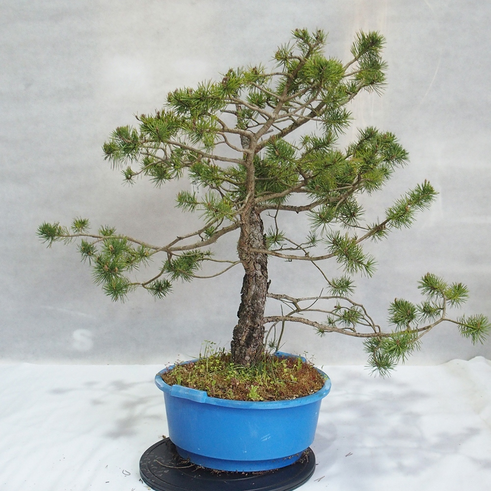 Yamadori - Pinus sylvestris 