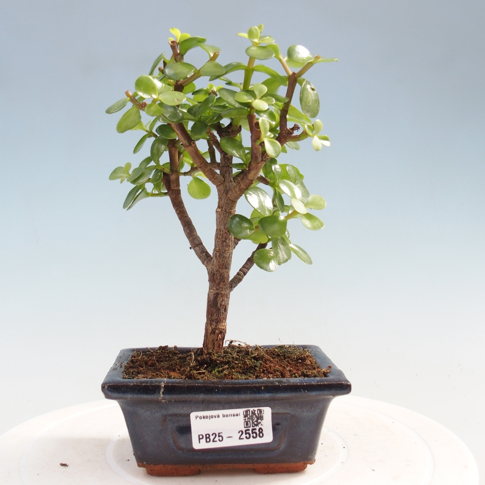 Indoor bonsai - Portulakaria Afra - Tlustice