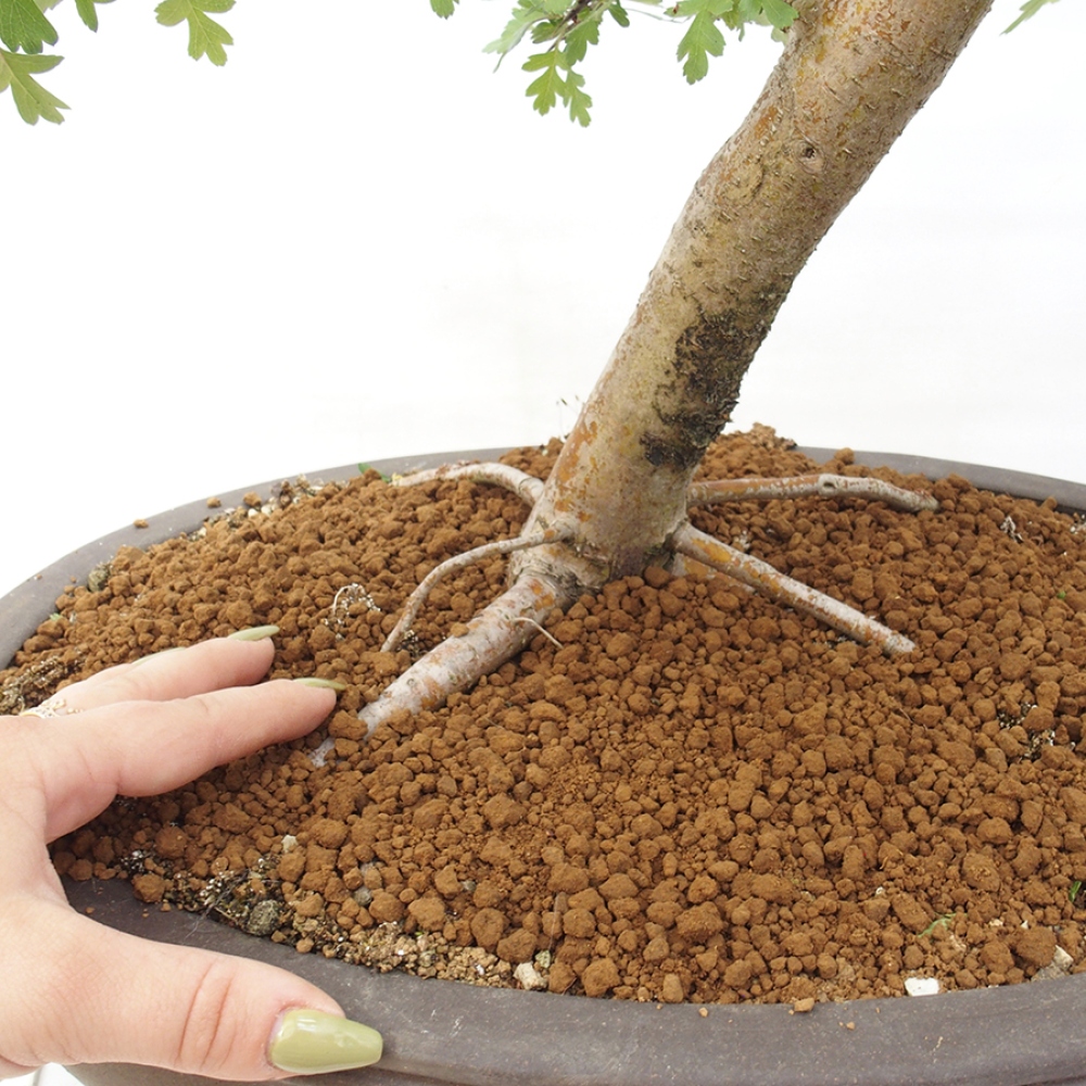 Outdoor bonsai - Hawthorn - Crataegus monogyna