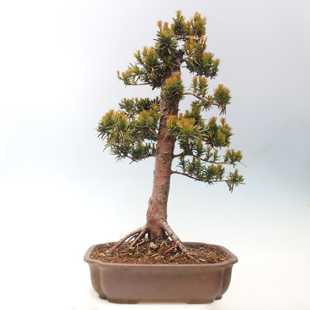 Outdoor bonsai - Taxus cuspidata - Japanese yew