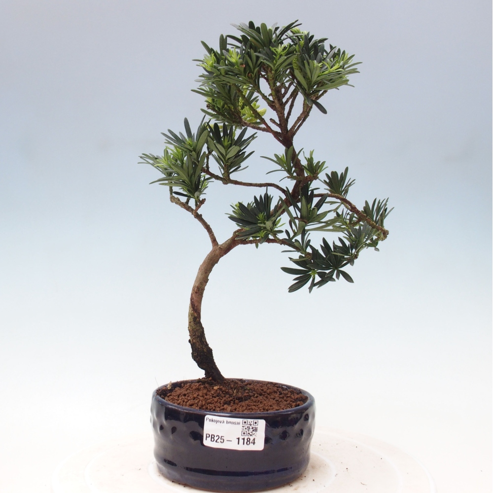 Indoor bonsai - Podocarpus - Stone thous