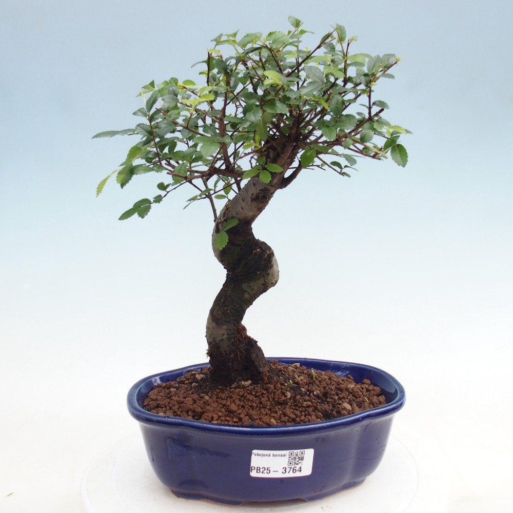 Room bonsai - Ulmus parvifolia - Small-leaved elm
