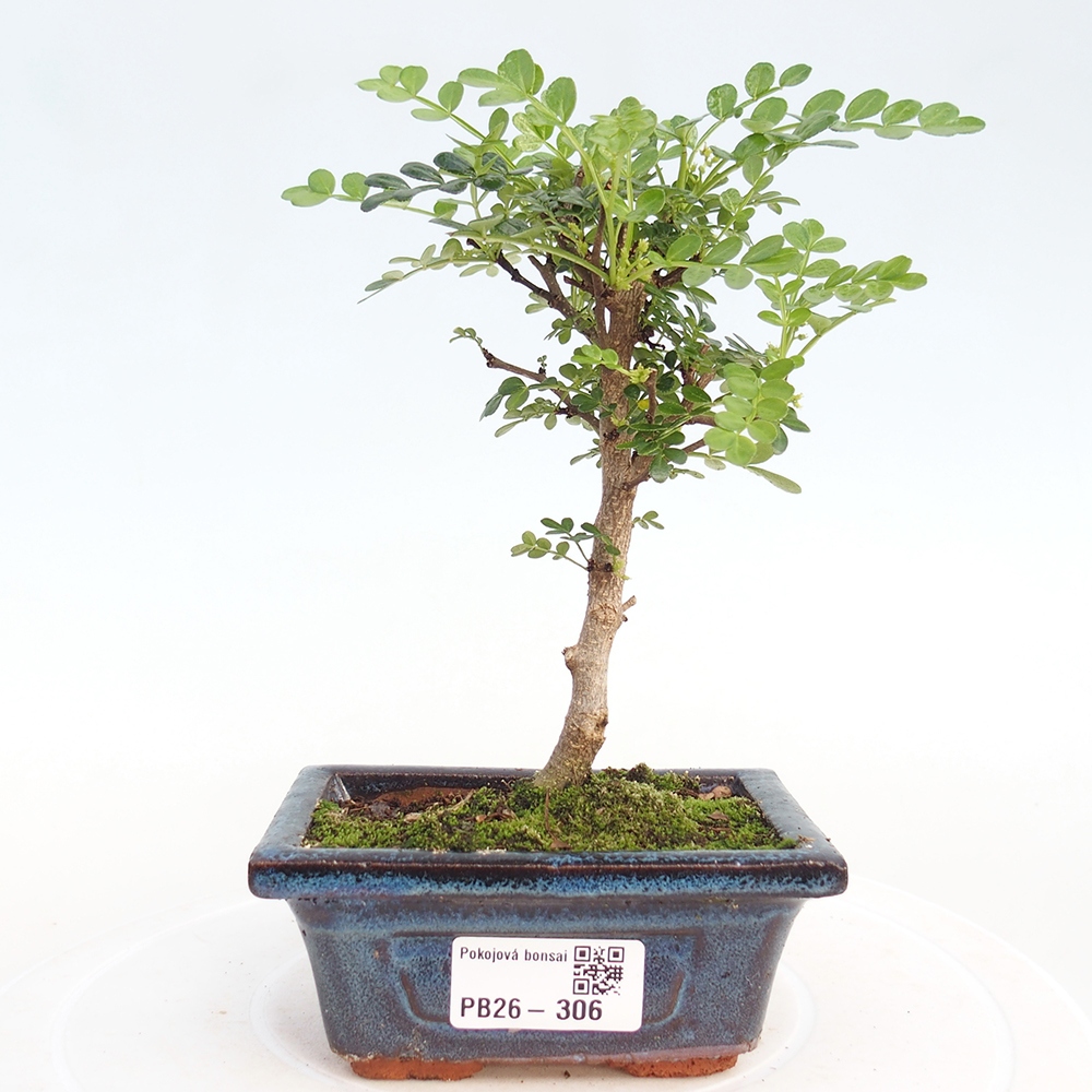 Room bonsai - Zantoxylum piperitum - pepper tree