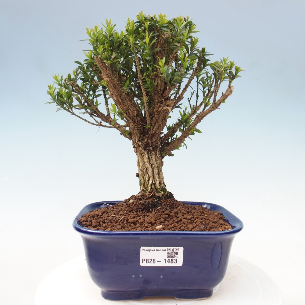 Room bonsai - Buxus harlandii - cork buxus